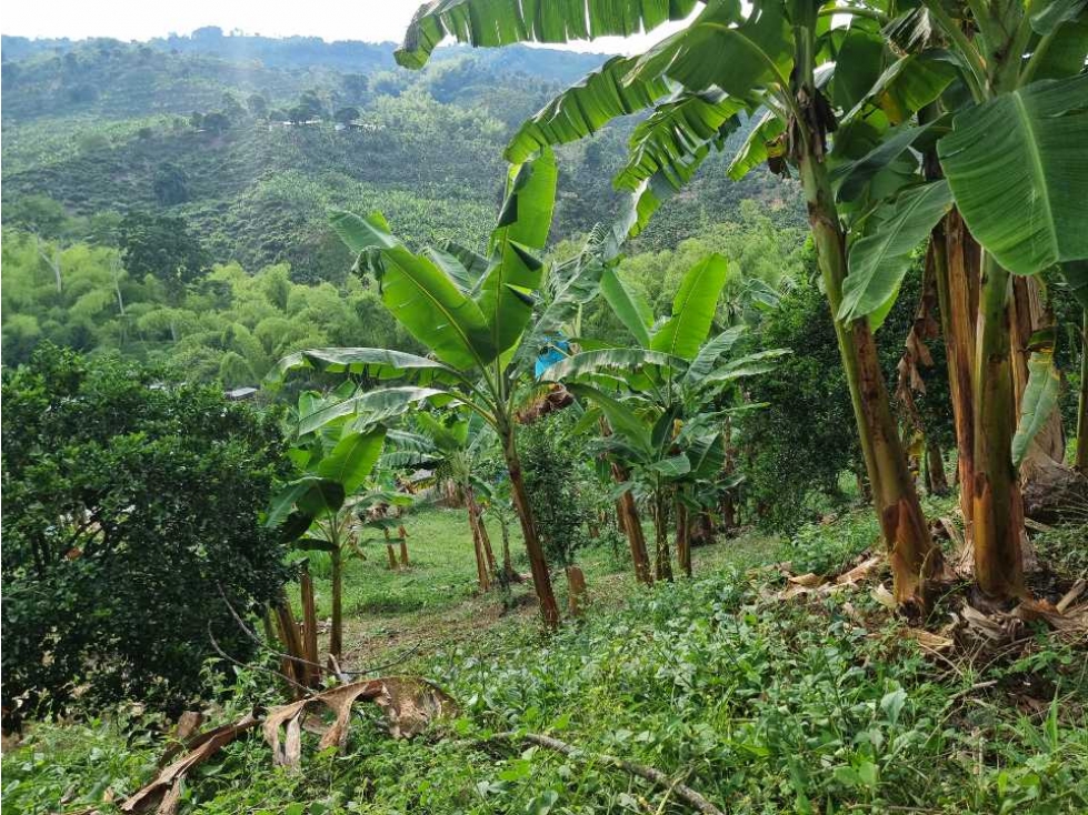 Finca cultivada en Cafe y platano excelente ubicación Sevilla - 3