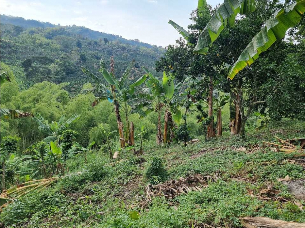 Finca cultivada en Cafe y platano excelente ubicación Sevilla - 4