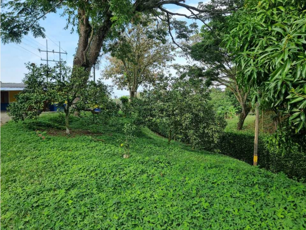 Finca cultivada en Cafe y platano excelente ubicación Sevilla - 6