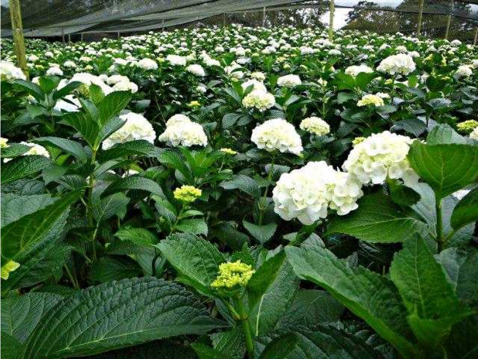Finca cultivada en hortensias y aguacate hass