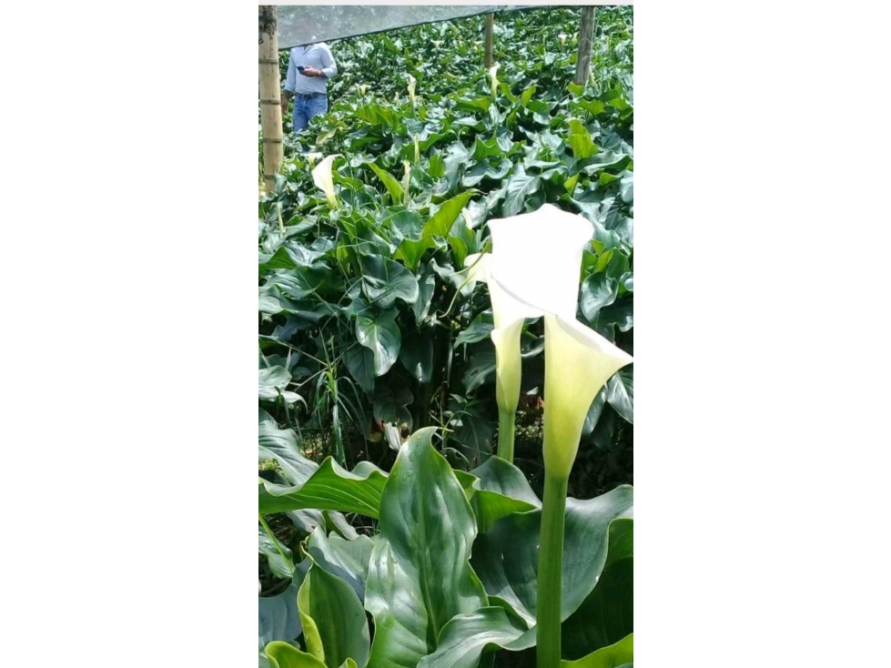 Finca cultivada en hortensias y aguacate hass — foto 2