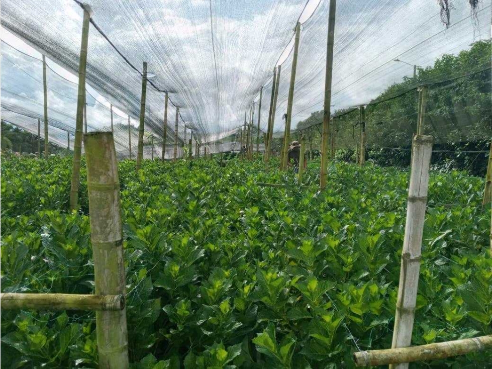 Finca cultivada en hortensias y aguacate hass — foto 3