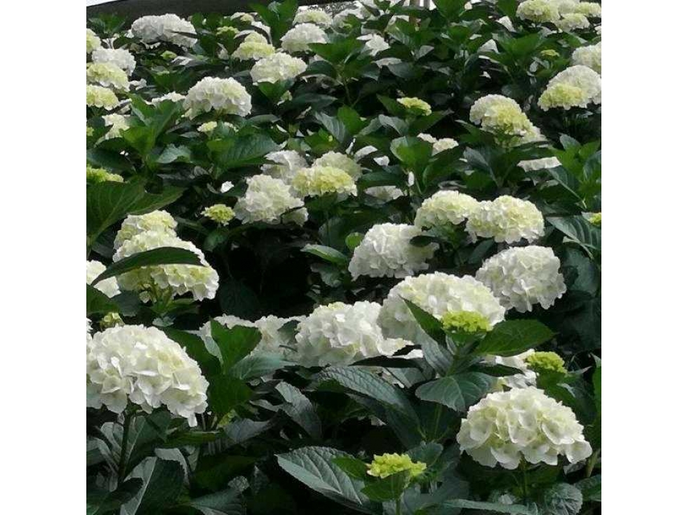 Finca cultivada en hortensias y aguacate hass — foto 4