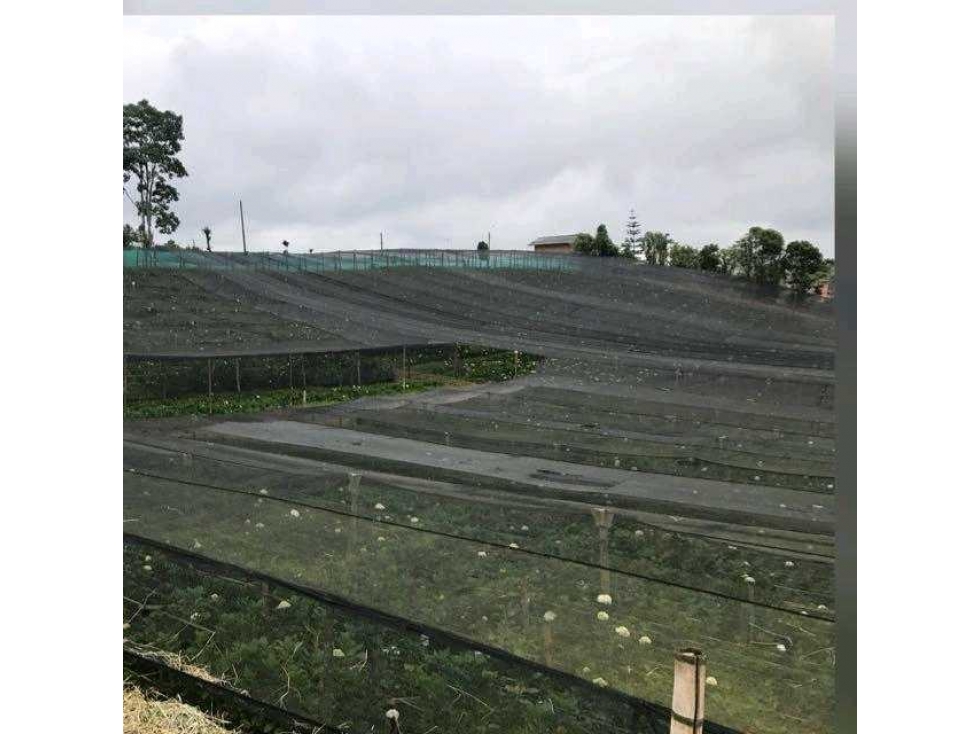 Finca cultivada en hortensias y aguacate hass — foto 5