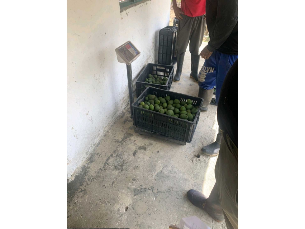 Finca cultivada en hortensias y aguacate hass — foto 6