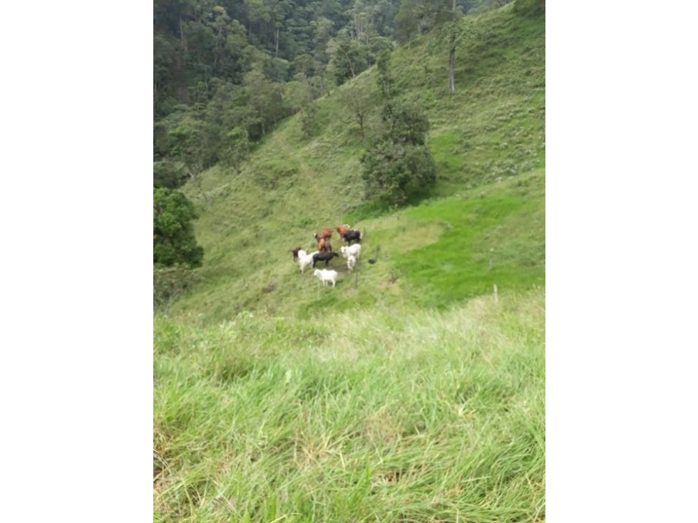Finca Agrícola y Ganadería - Vereda El Roble - La Vega CUN — foto 2