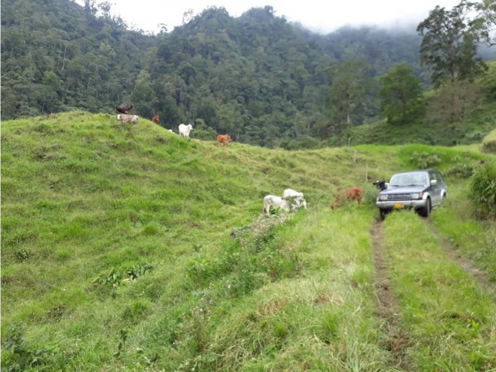 Finca Agrícola y Ganadería - Vereda El Roble - La Vega CUN — foto 3