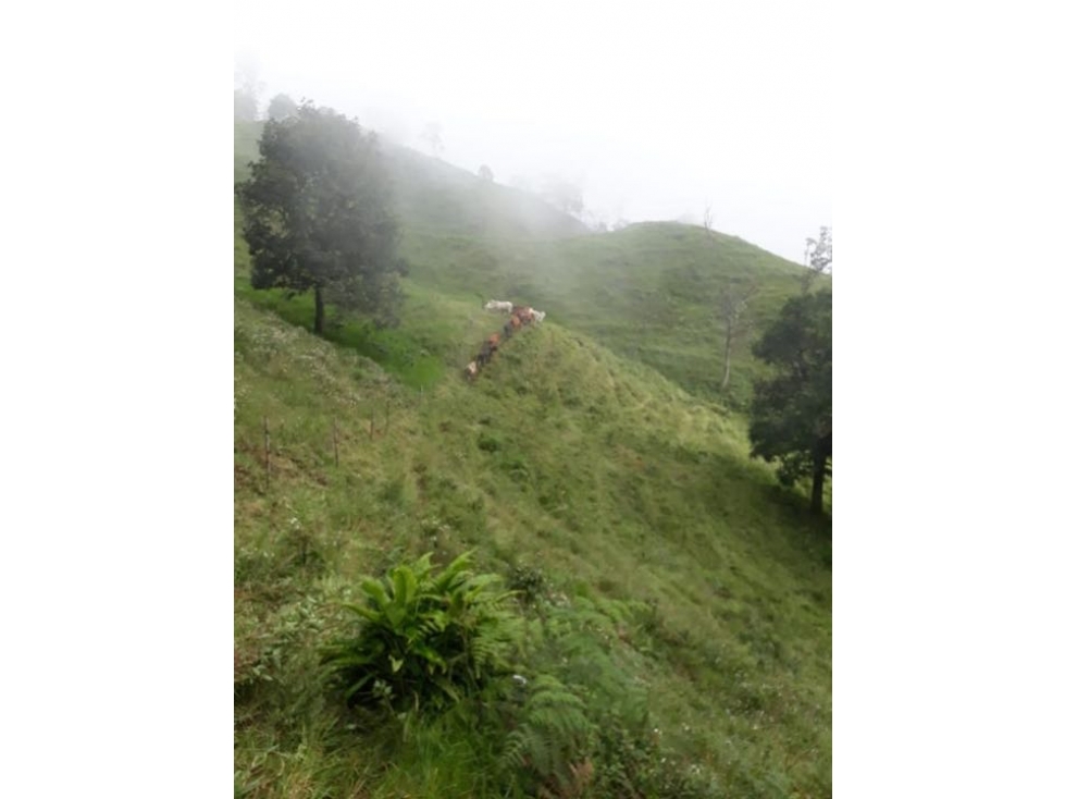 Finca Agrícola y Ganadería - Vereda El Roble - La Vega CUN — foto 4