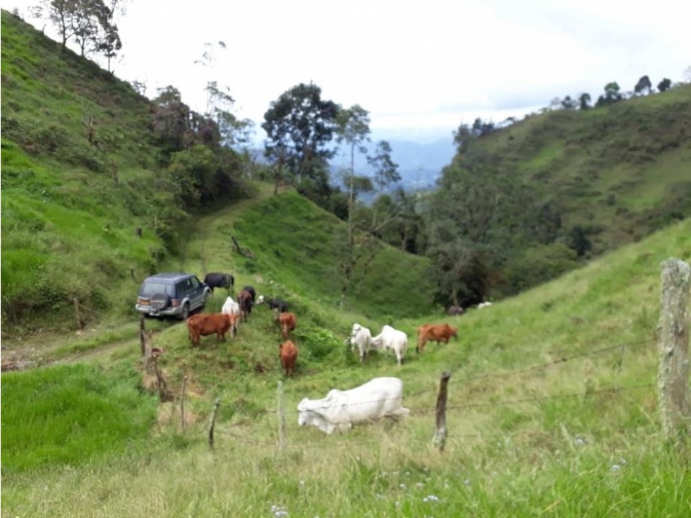 Finca Agrícola y Ganadería - Vereda El Roble - La Vega CUN — foto 5