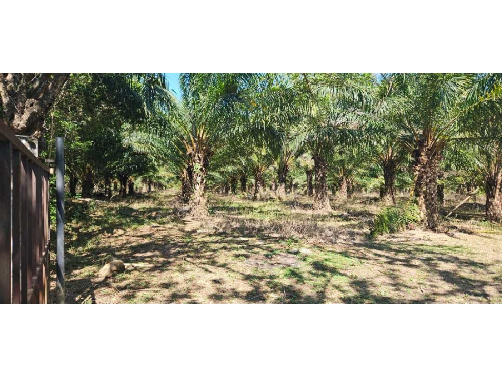FINCA DE 11.7 CON SIEMBRO DE PALMA ACEITERA - 2