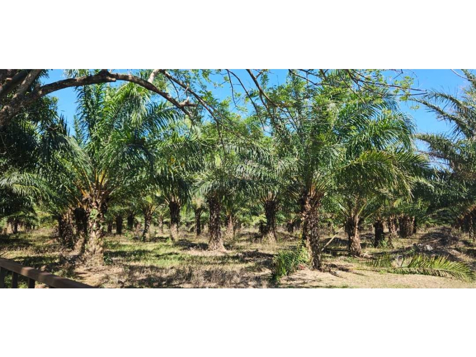 FINCA DE 11.7 CON SIEMBRO DE PALMA ACEITERA - 4