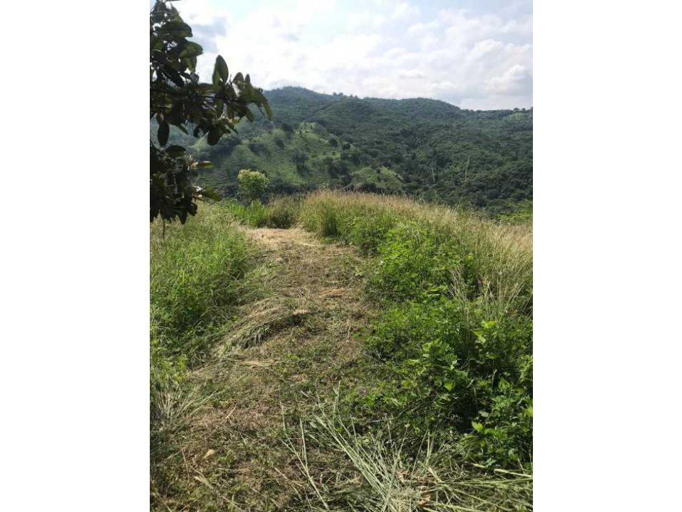 Finca De 25 Fanegadas En La Mesa Cundinamarca - 4