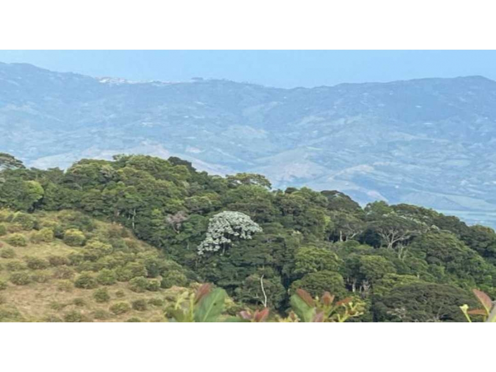 FINCA DE 28 CUADRAS CON CULTIVO DE 3.000 ARBOLES DE AGUACATE HASS - 2
