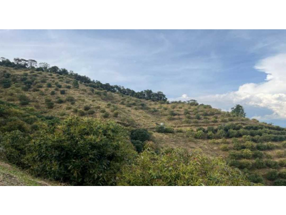 FINCA DE 28 CUADRAS CON CULTIVO DE 3.000 ARBOLES DE AGUACATE HASS - 3