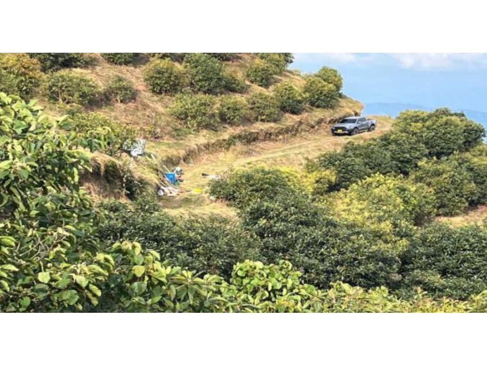 FINCA DE 28 CUADRAS CON CULTIVO DE 3.000 ARBOLES DE AGUACATE HASS - 4