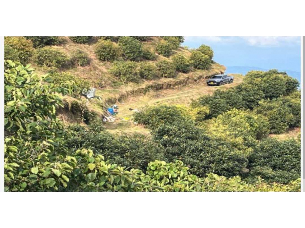 FINCA DE 28 CUADRAS CON CULTIVO DE 3.000 ARBOLES DE AGUACATE HASS - 5