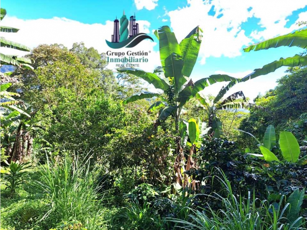 Finca de 2 hectáreas a 1300 metros altura - 2