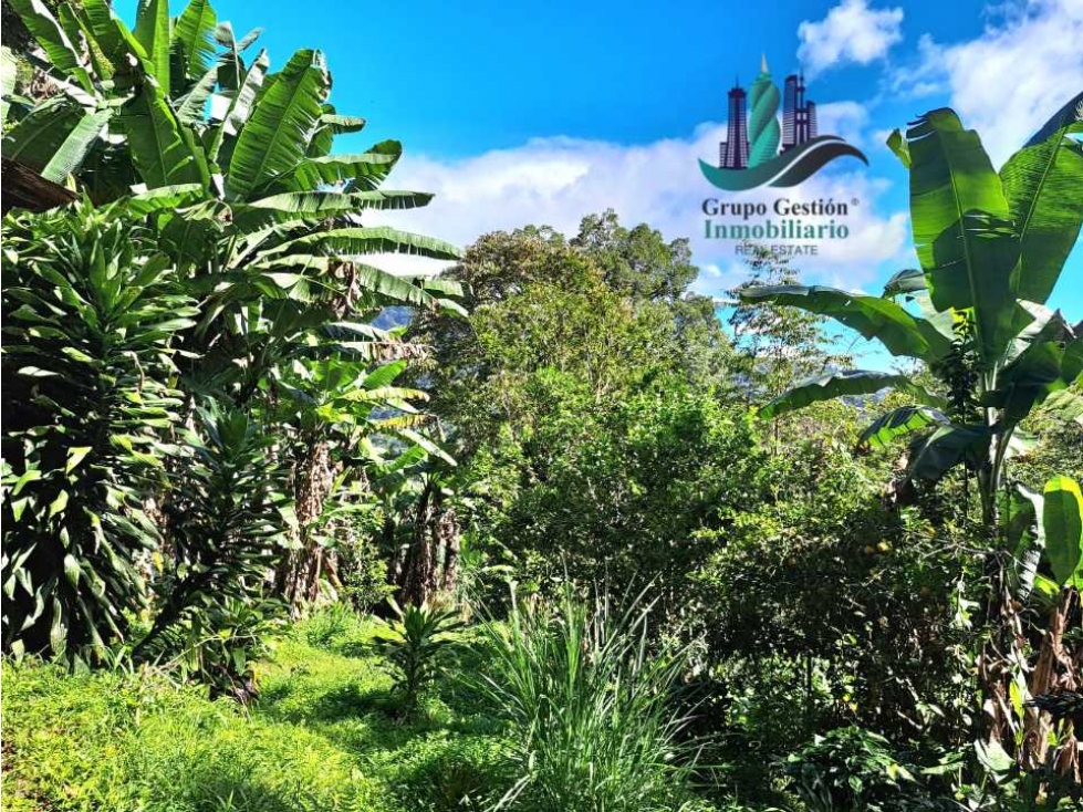Finca de 2 hectáreas a 1300 metros altura - 3