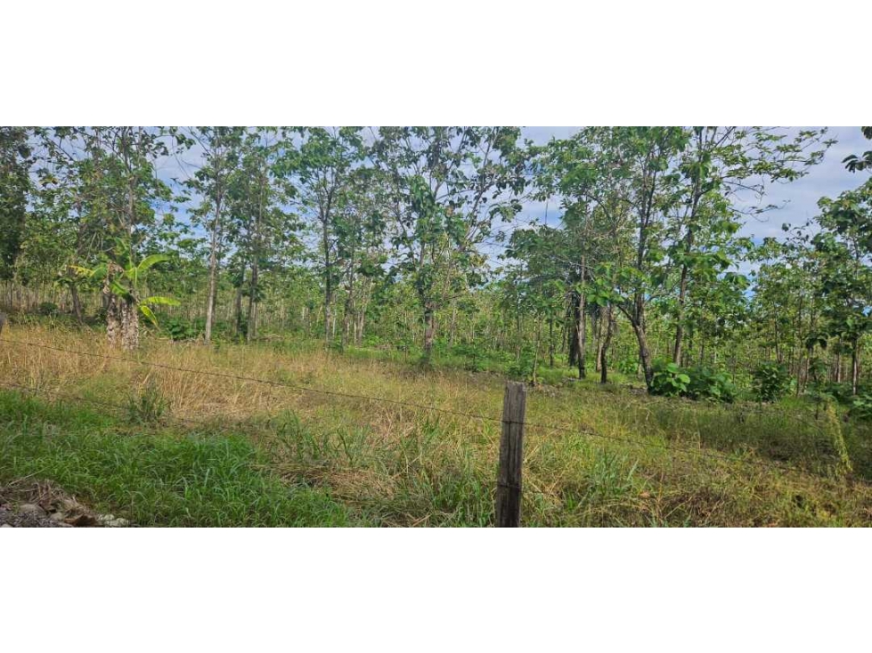 FINCA DE 47 HAS - 4