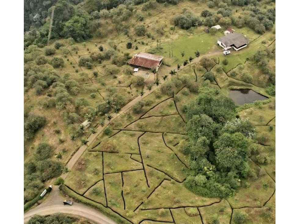 Finca de Aguacate y Eucalipto en vereda Vista Hermosa 16 kms Pereira — foto 2