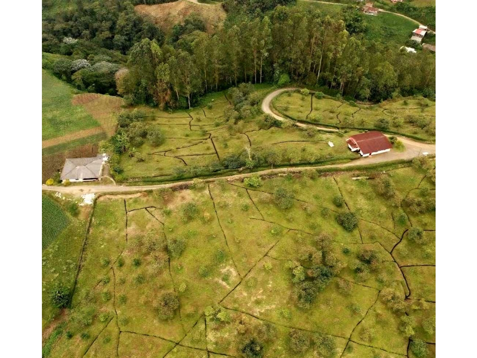 Finca de Aguacate y Eucalipto en vereda Vista Hermosa 16 kms Pereira