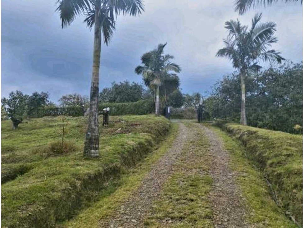 Finca de Aguacate y Eucalipto en vereda Vista Hermosa 16 kms Pereira — foto 3
