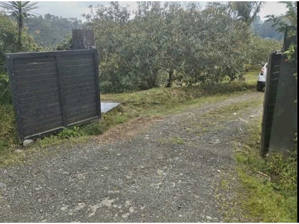 Finca de Aguacate y Eucalipto en vereda Vista Hermosa 16 kms Pereira — foto 4