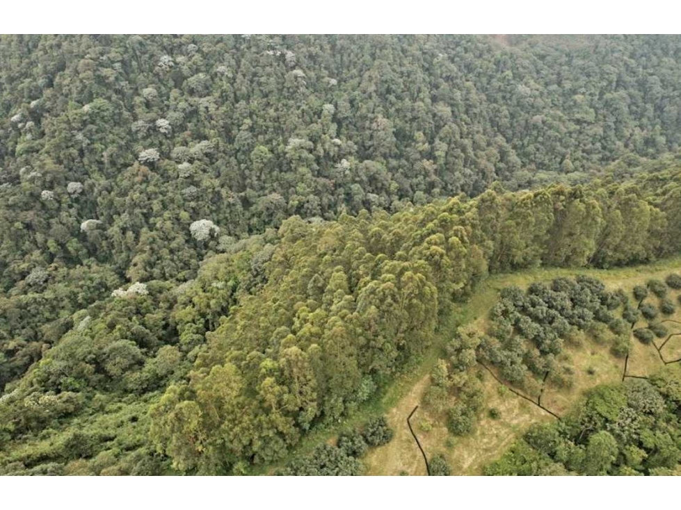 Finca de Aguacate y Eucalipto en vereda Vista Hermosa 16 kms Pereira — foto 5