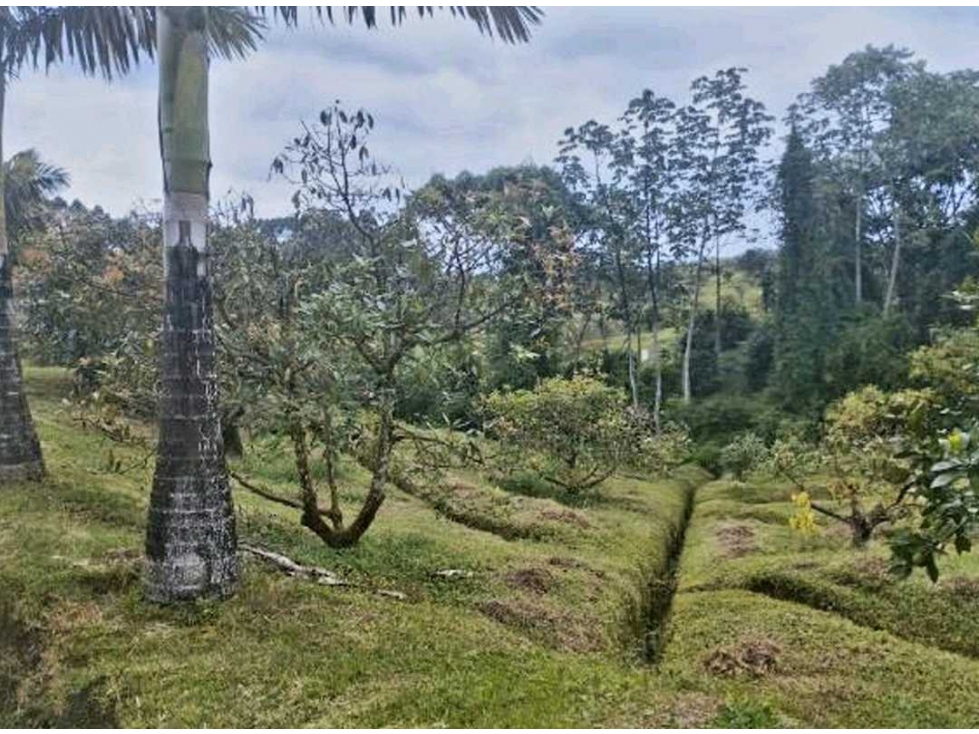 Finca de Aguacate y Eucalipto en vereda Vista Hermosa 16 kms Pereira — foto 6