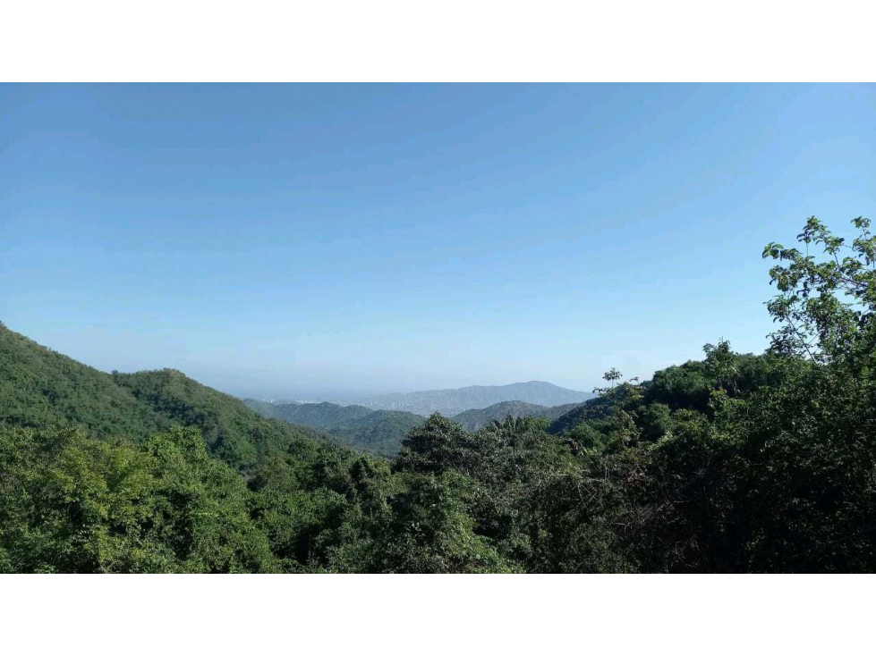 Bosque Virgen Para Reserva Forestal En Minca Santa Marta Colombia — foto 4