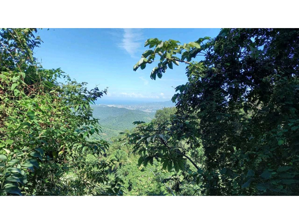 Bosque Virgen Para Reserva Forestal En Minca Santa Marta Colombia — foto 5