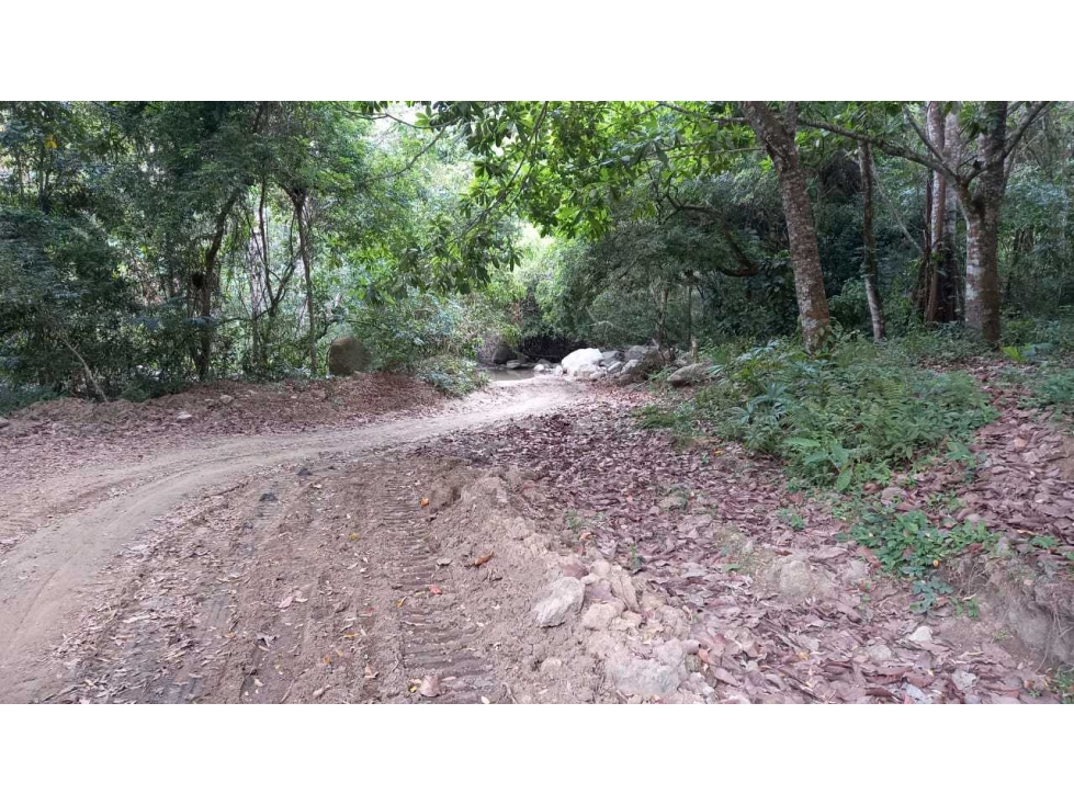 Bosque Virgen Para Reserva Forestal En Minca Santa Marta Colombia — foto 6