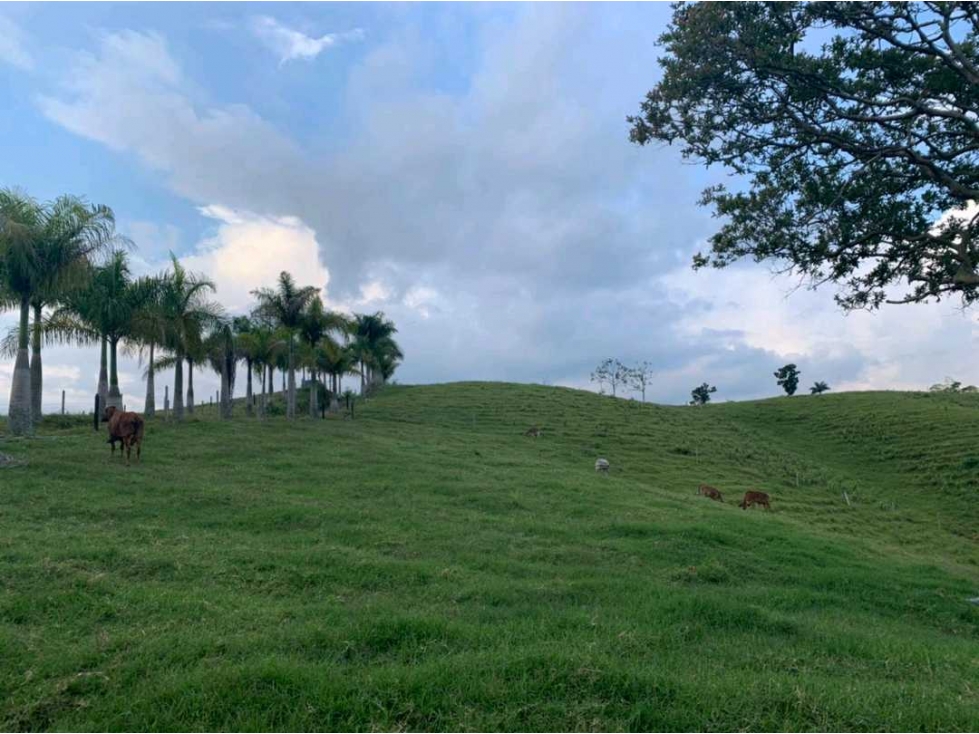 Se Vende Finca de 100 cuadra en Circasia,Quindío. — foto 2