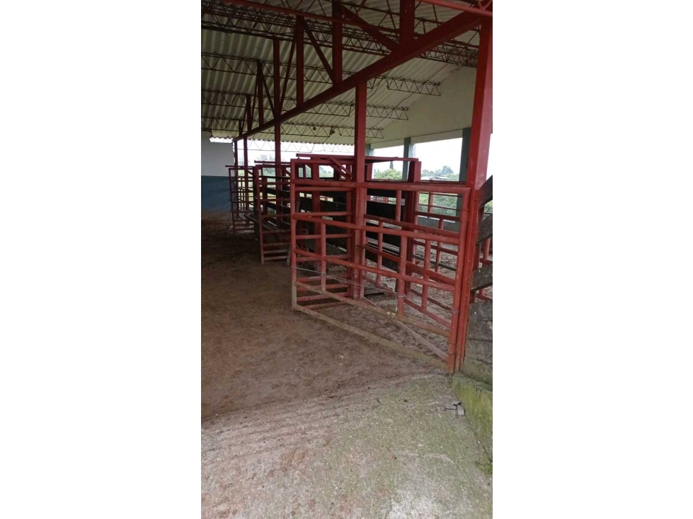 Se Vende Finca de 100 cuadra en Circasia,Quindío. — foto 5