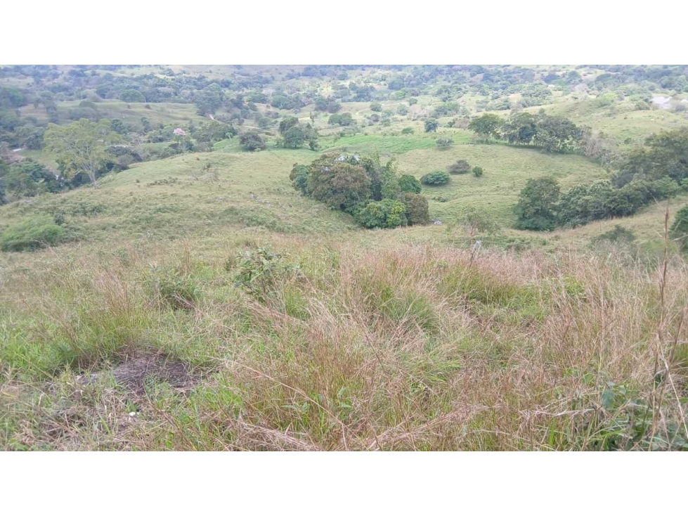 FINCA DE SUEÑO EN GUADUAS 43 HECTÁREAS TOTALMENTE APROVECHABLES - 2