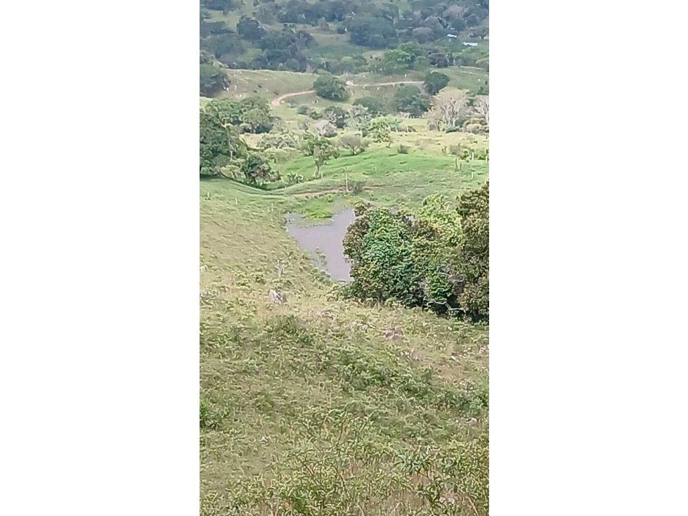 FINCA DE SUEÑO EN GUADUAS 43 HECTÁREAS TOTALMENTE APROVECHABLES - 4