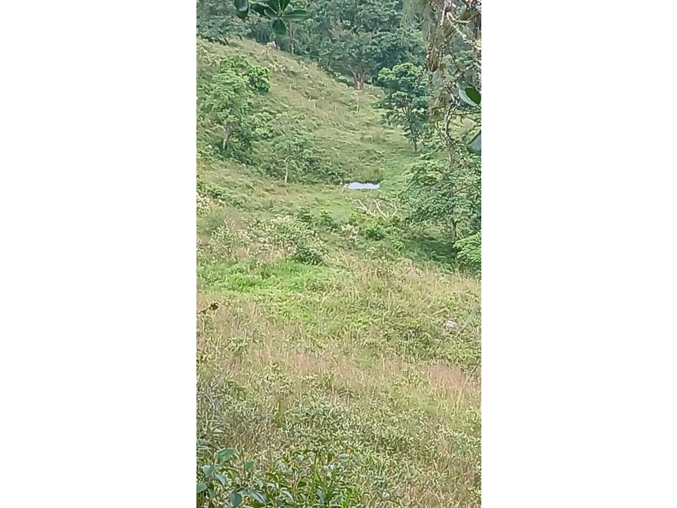 FINCA DE SUEÑO EN GUADUAS 43 HECTÁREAS TOTALMENTE APROVECHABLES - 6