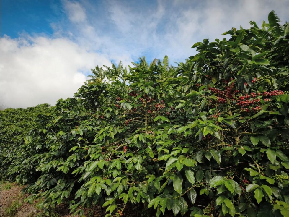 FINCA EN AGUADAS CALDAS PARA CAFE GANADERIA, AGUACATE - 1