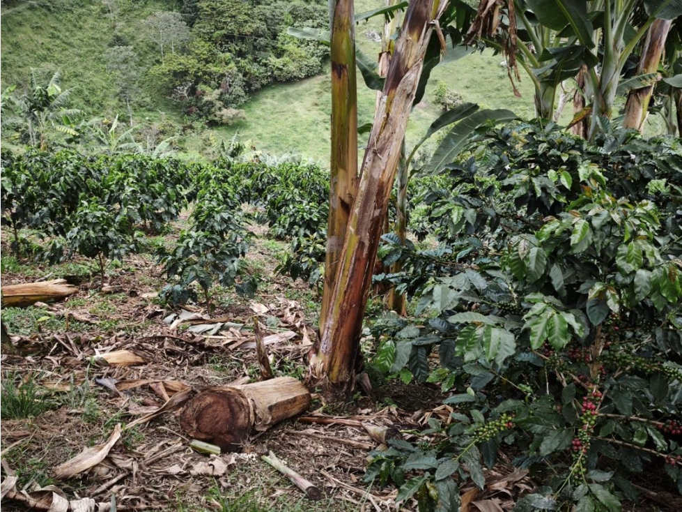 FINCA EN AGUADAS CALDAS PARA CAFE GANADERIA, AGUACATE - 4