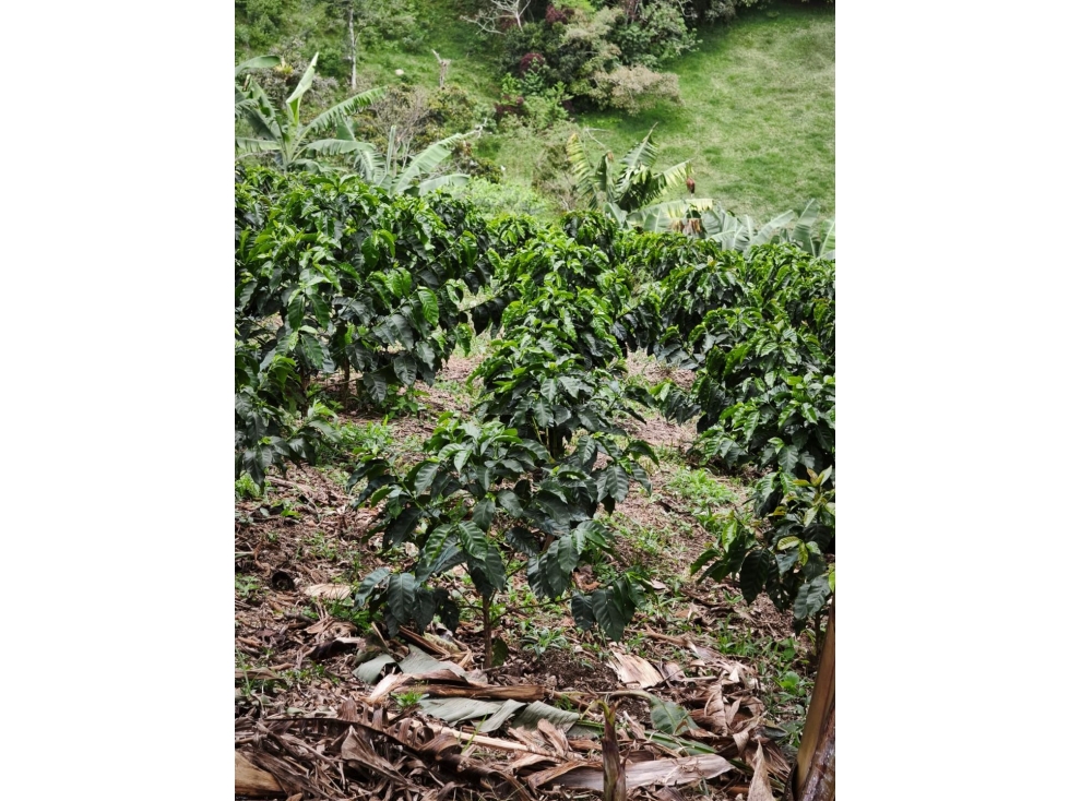FINCA EN AGUADAS CALDAS PARA CAFE GANADERIA, AGUACATE - 5