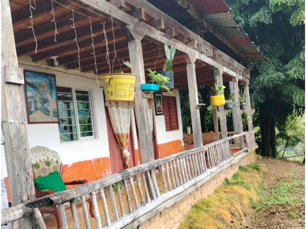 Finca en Buenavista cultivada en cafe platano y banano. - 3