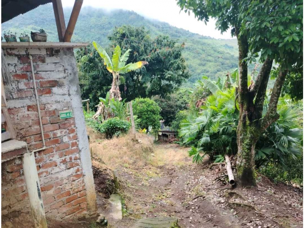 Finca en Buenavista cultivada en cafe platano y banano. - 4