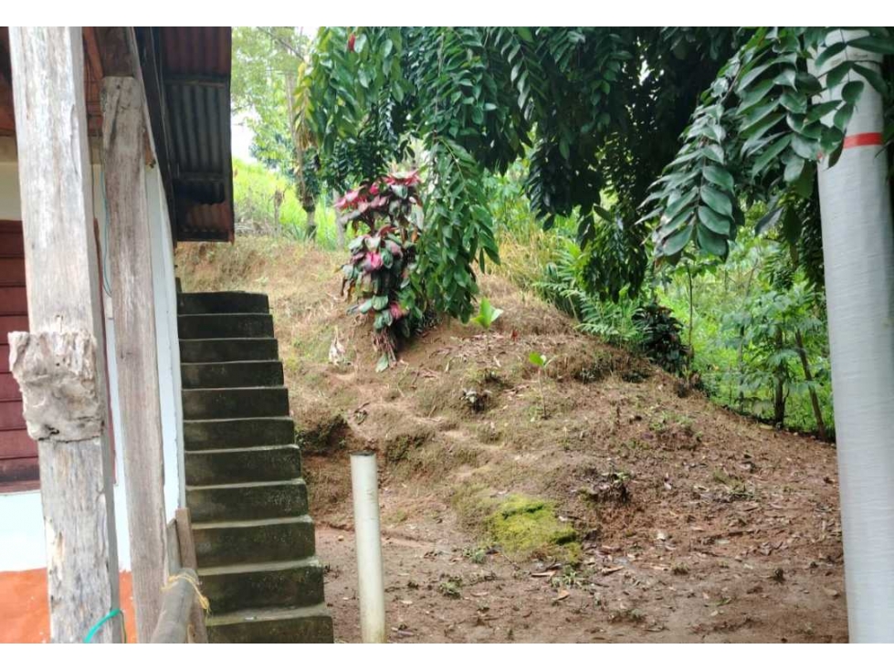 Finca en Buenavista cultivada en cafe platano y banano. - 5