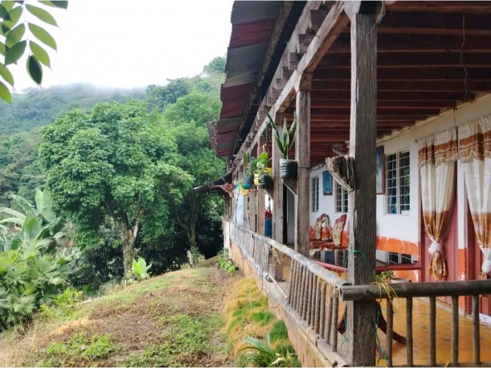 Finca en Buenavista cultivada en cafe platano y banano. - 6