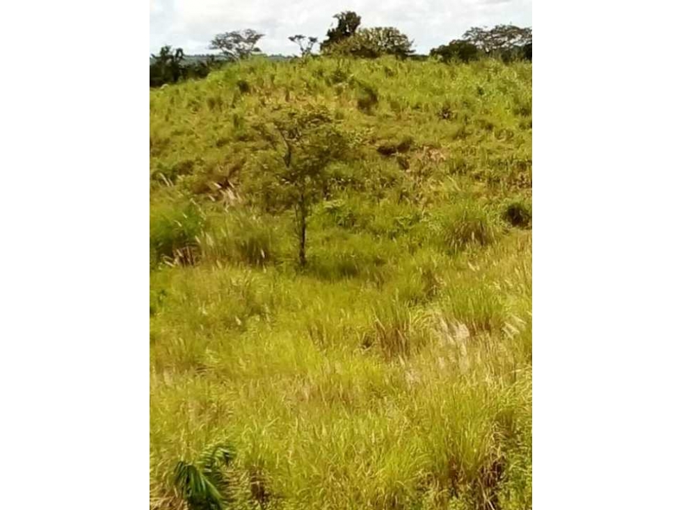 FINCA EN CHEPO CABECERA 78 HECTAREAS POR PUERTO COQUIRA TITULADA - 6