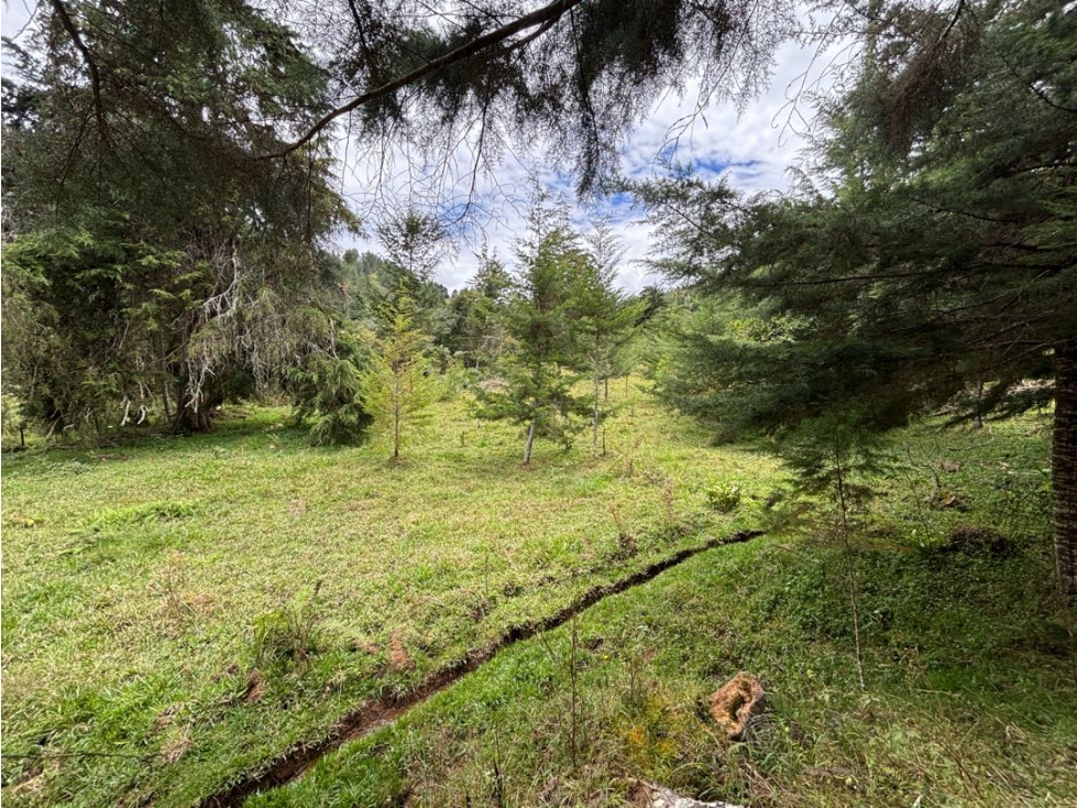 Venta lote en Las Palmas con quebrada y 35.000 m² — foto 6