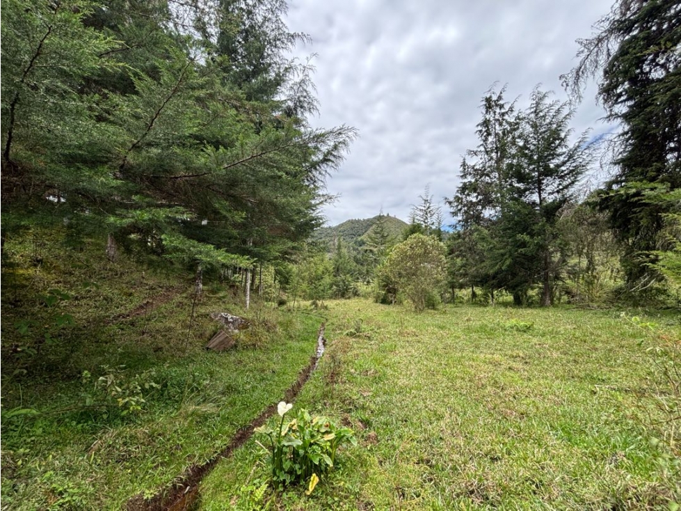 Venta lote en Las Palmas con quebrada y 35.000 m² — foto 2