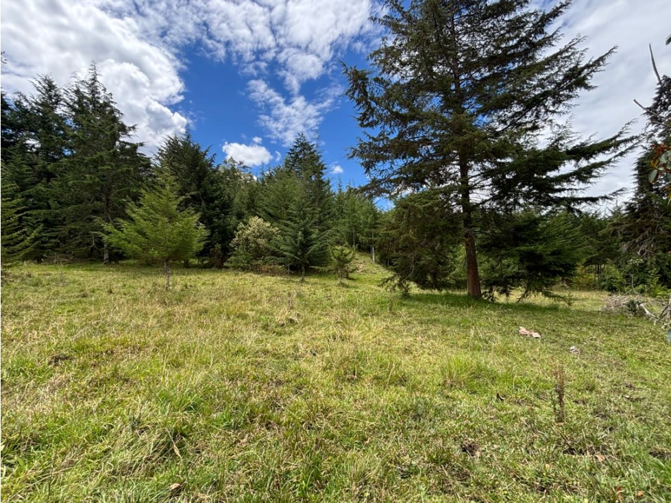 Venta lote en Las Palmas con quebrada y 35.000 m² — foto 5