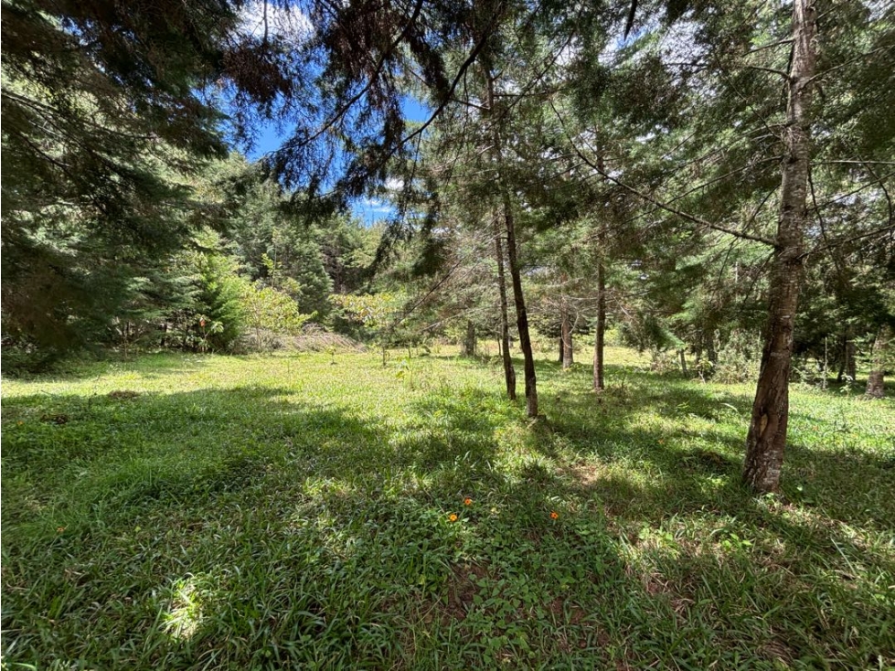 Venta lote en Las Palmas con quebrada y 35.000 m² — foto 4