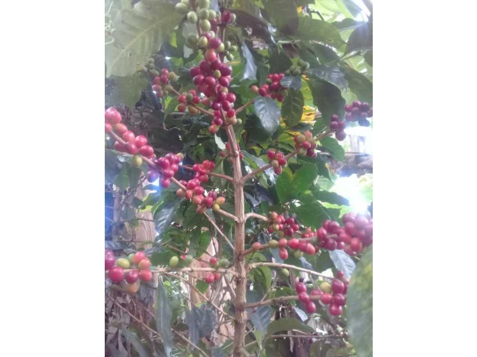 FINCA EN GENOVA DE 8.5 CUADRAS 4857 - 6